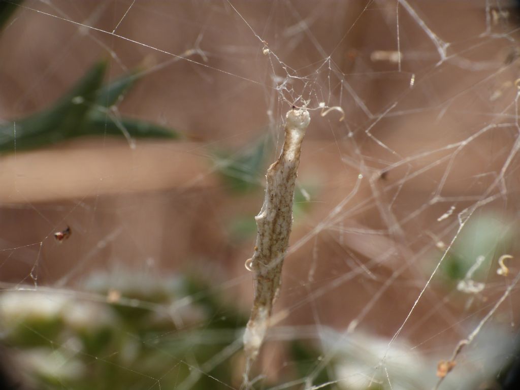 Uloboridae - Uloborus walkenaerius